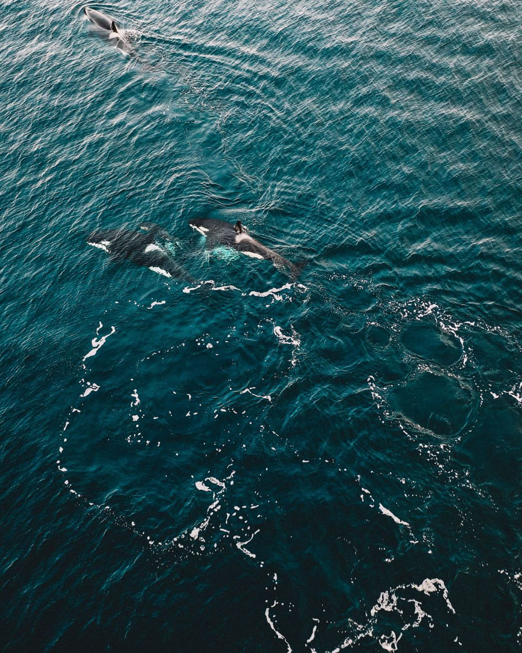охота на кита в норвегии
